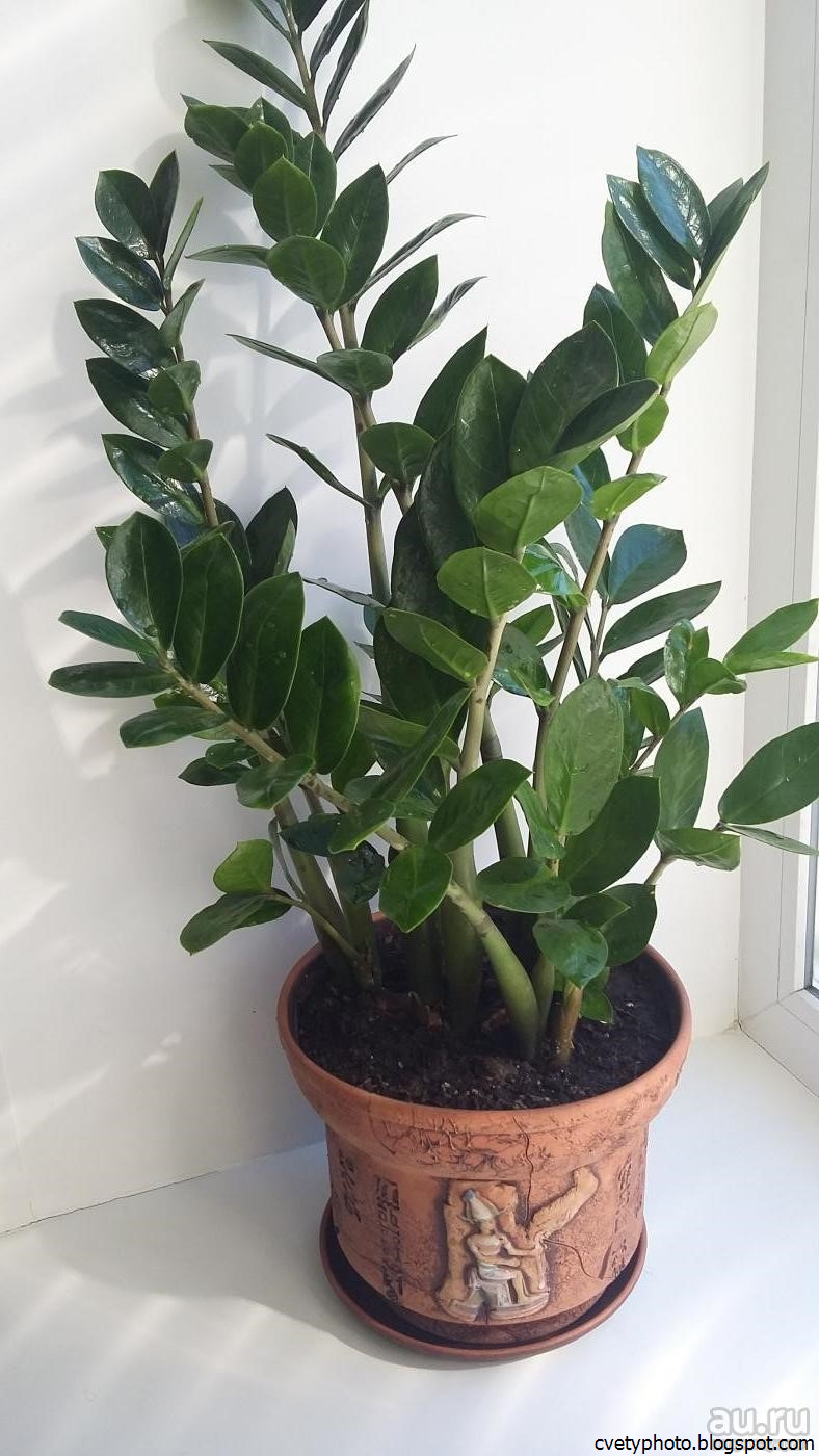 Замиокулькас долларовое дерево