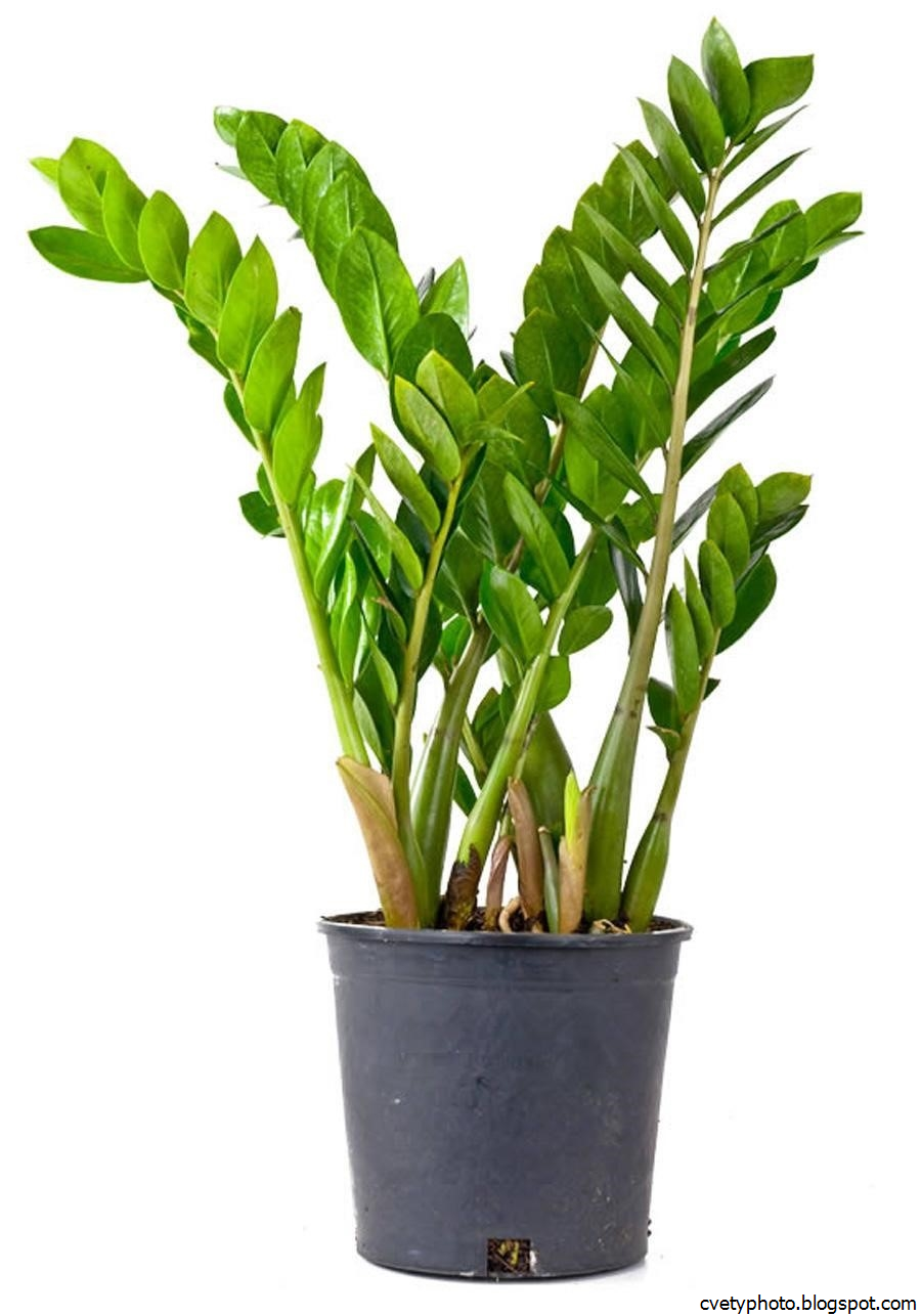 Замиокулькас замиелистный