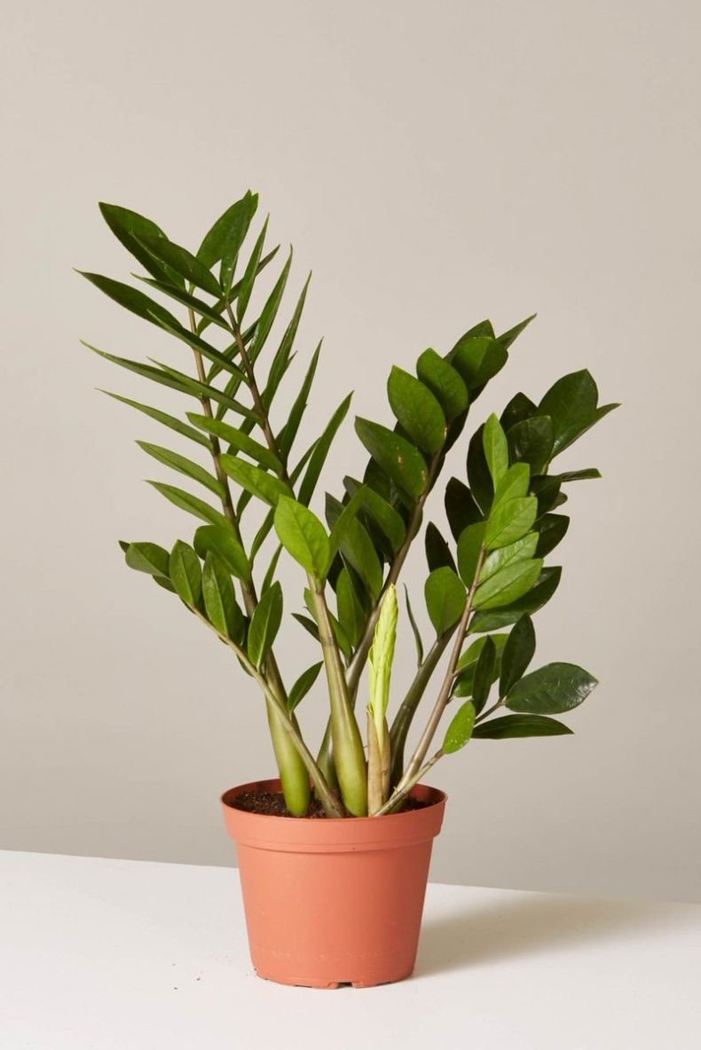 Замиокулькас долларовое дерево