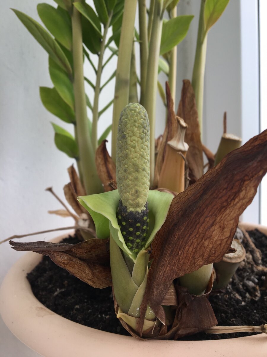 Долларовое дерево