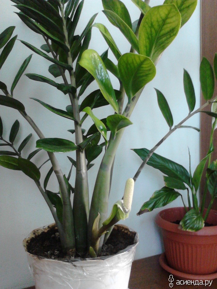 Замиокулькас Замия