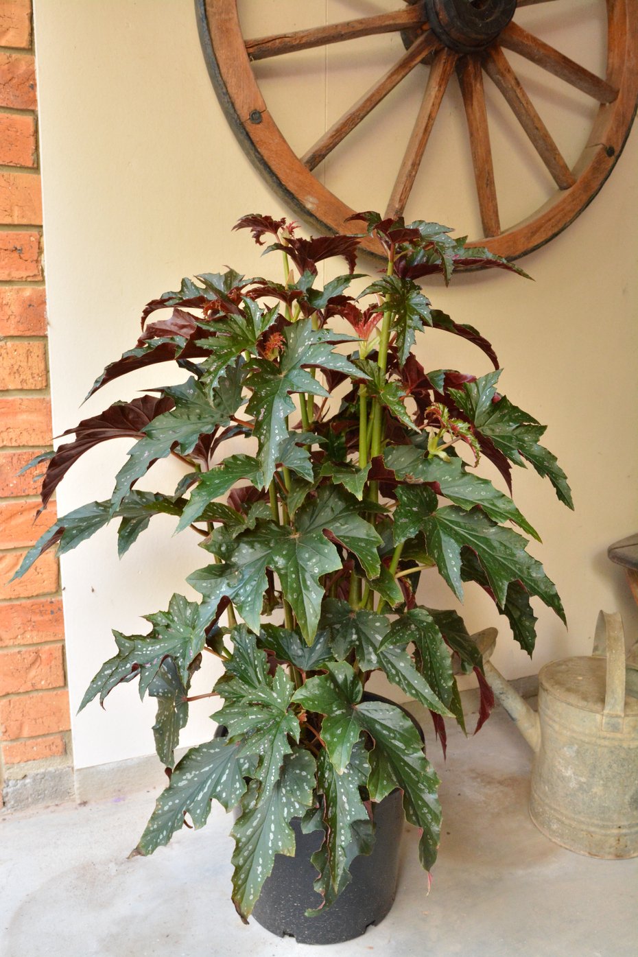 Бегония goegoensis