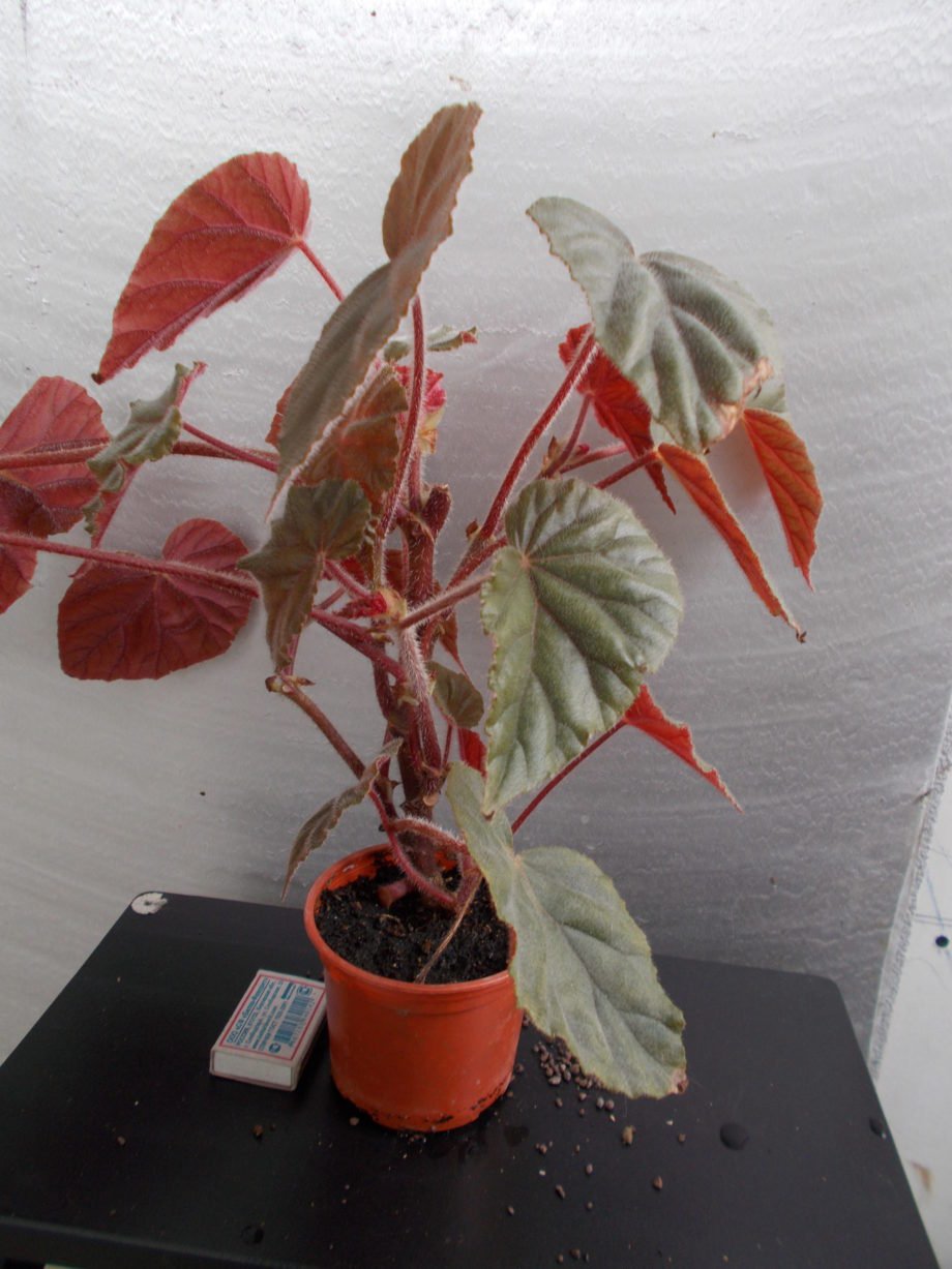 Паспорт комнатных растений в детском саду бегония