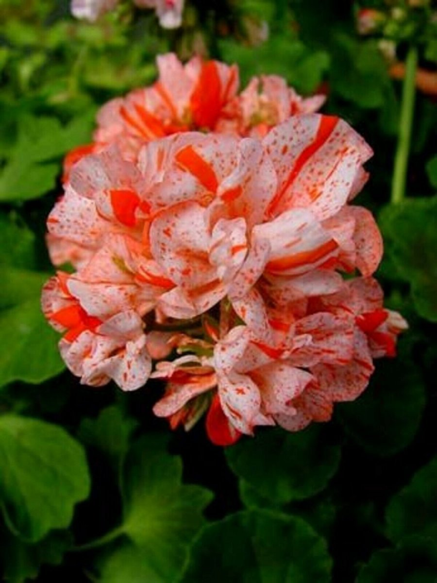 Пеларгония Orange glitter