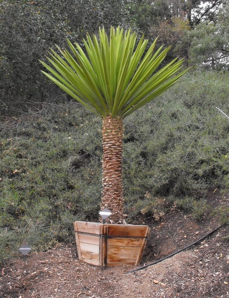 Юкка Садовая Пальма