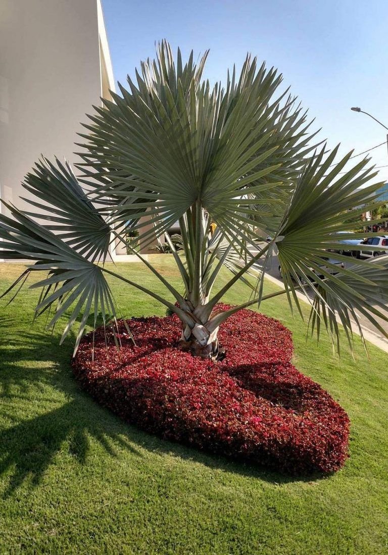 Пальма декоративная уличная