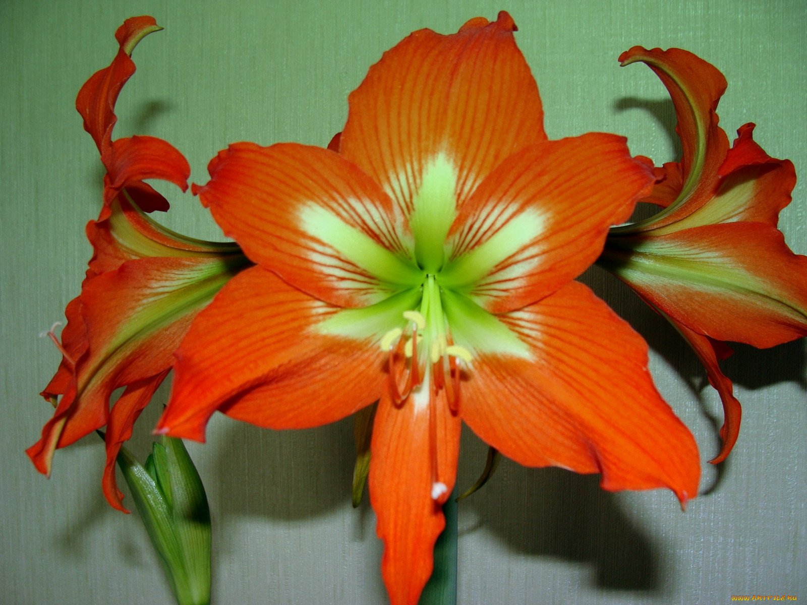 Цветок похожий на лилию на толстом. Гиппеаструм амариллис оранжевый. Гиппеаструм цветок оранжевый. Лилия гиппеаструм. Комнатные цветы гиппеаструм оранжевый.