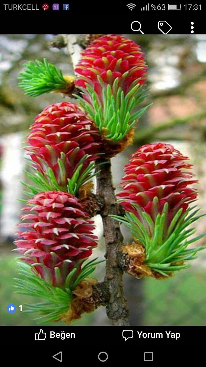 Цветущая лиственница Полярная роза