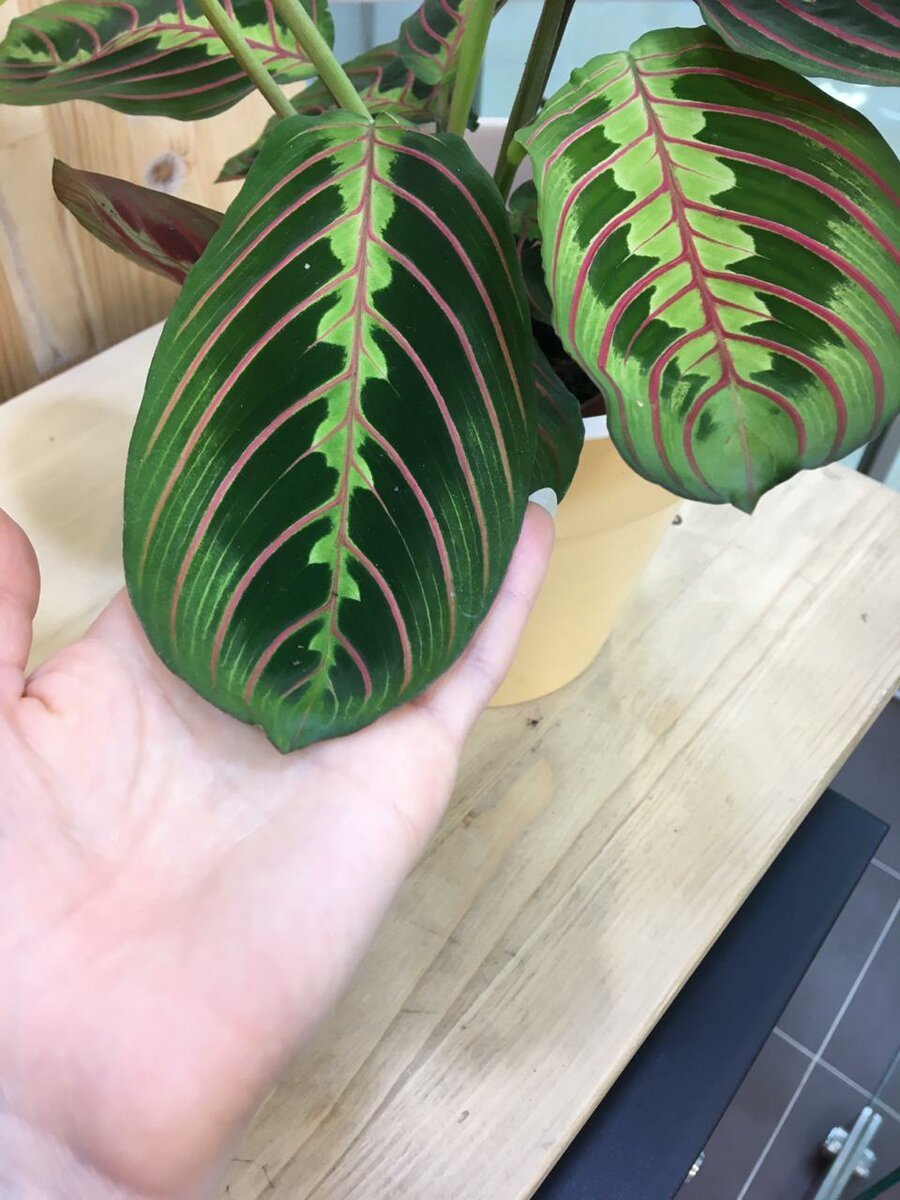 Маранта сильвер бэнд