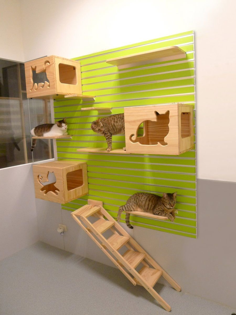 Оборудование комнаты для кошек
