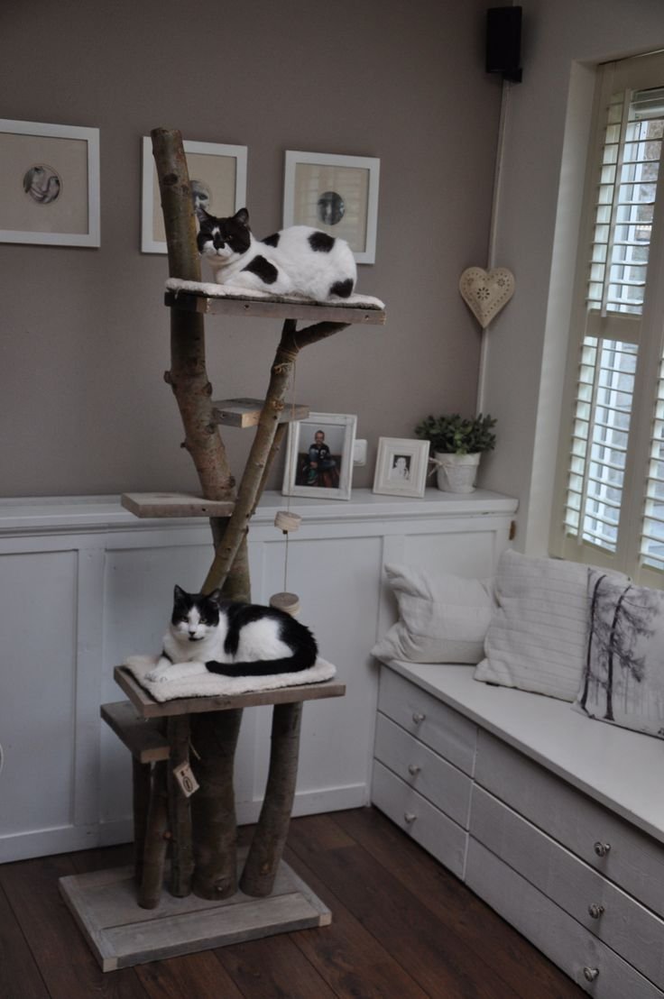 Оборудовать комнату для кошек