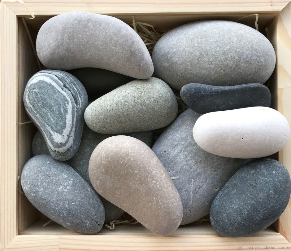 Ракушки в вазе для интерьера