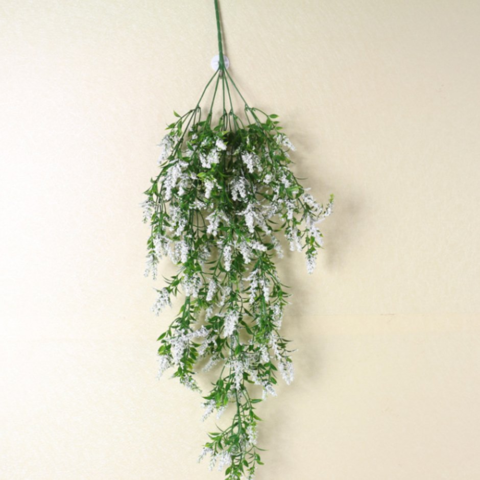 Ампельные растения Глициния