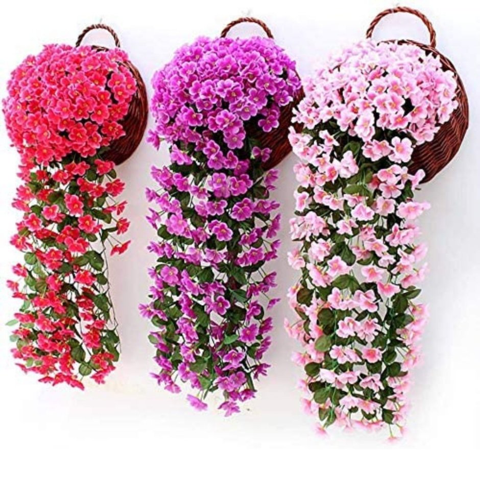 Растения свисающие с потолка