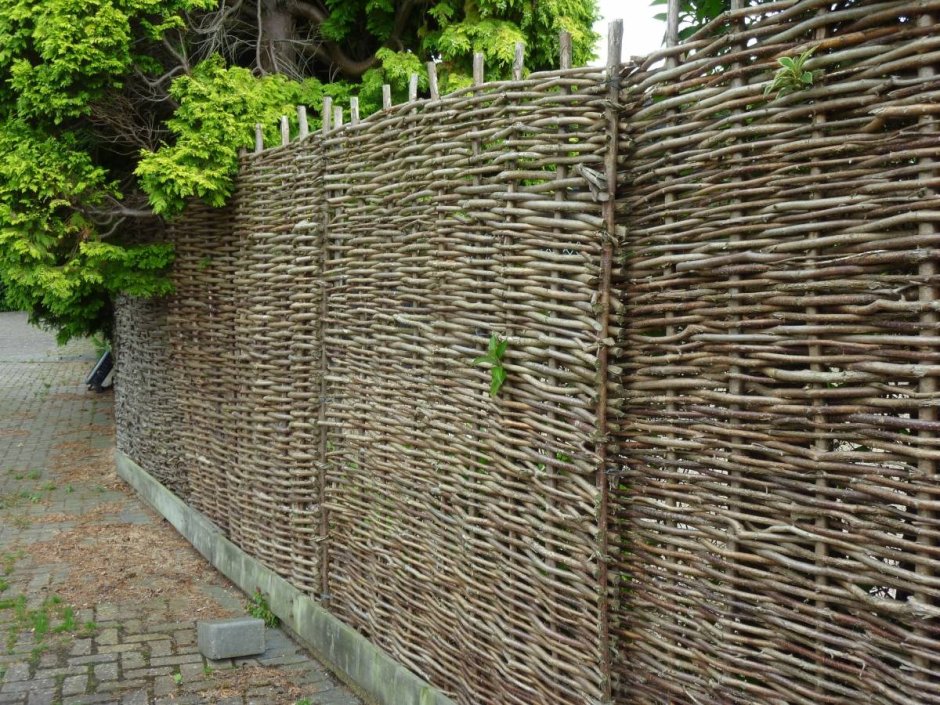 Забор плетень лоза