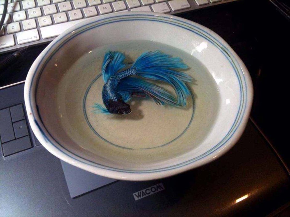 Тарелка с рыбками из эпоксидной смолы