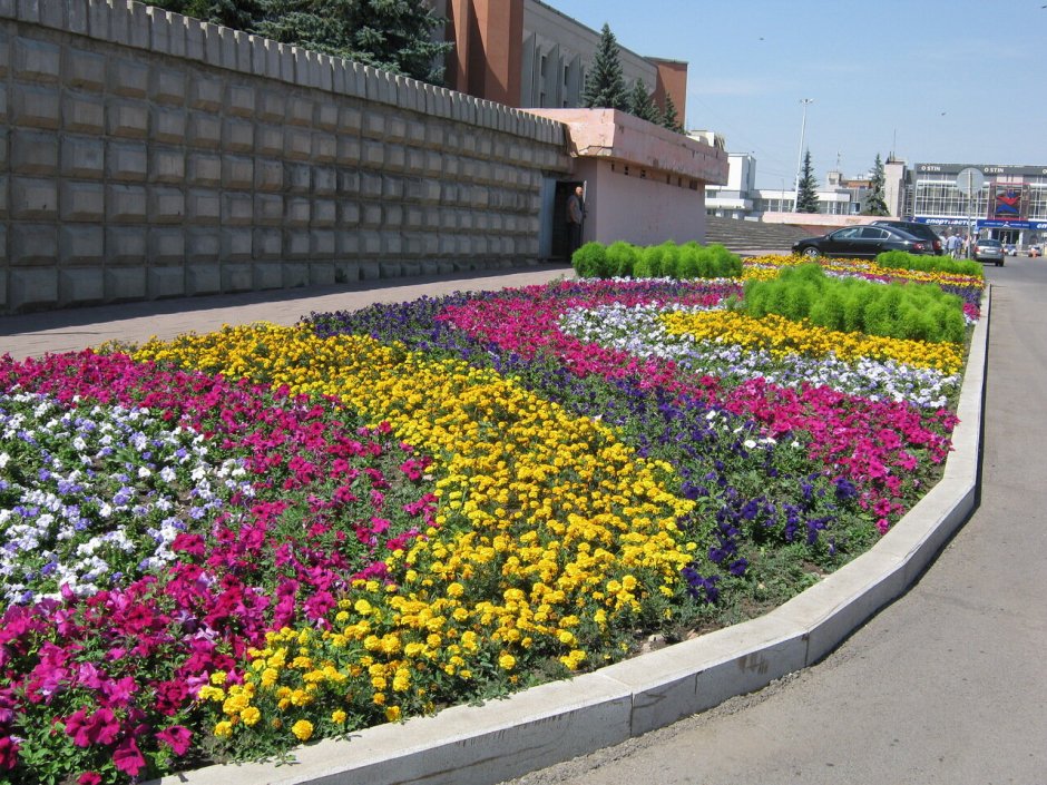 Моноклумба бархатцы