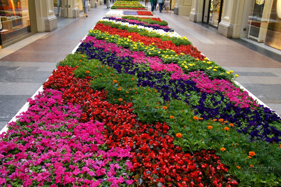 Рабатка Версаль