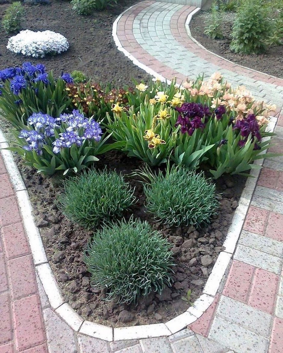 Рабатка Тунберга