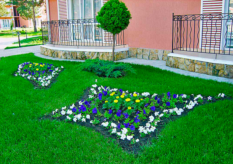 Герань рабатка