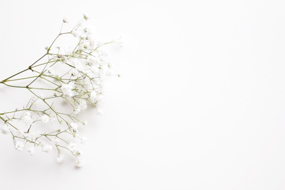 Цветы Минимализм