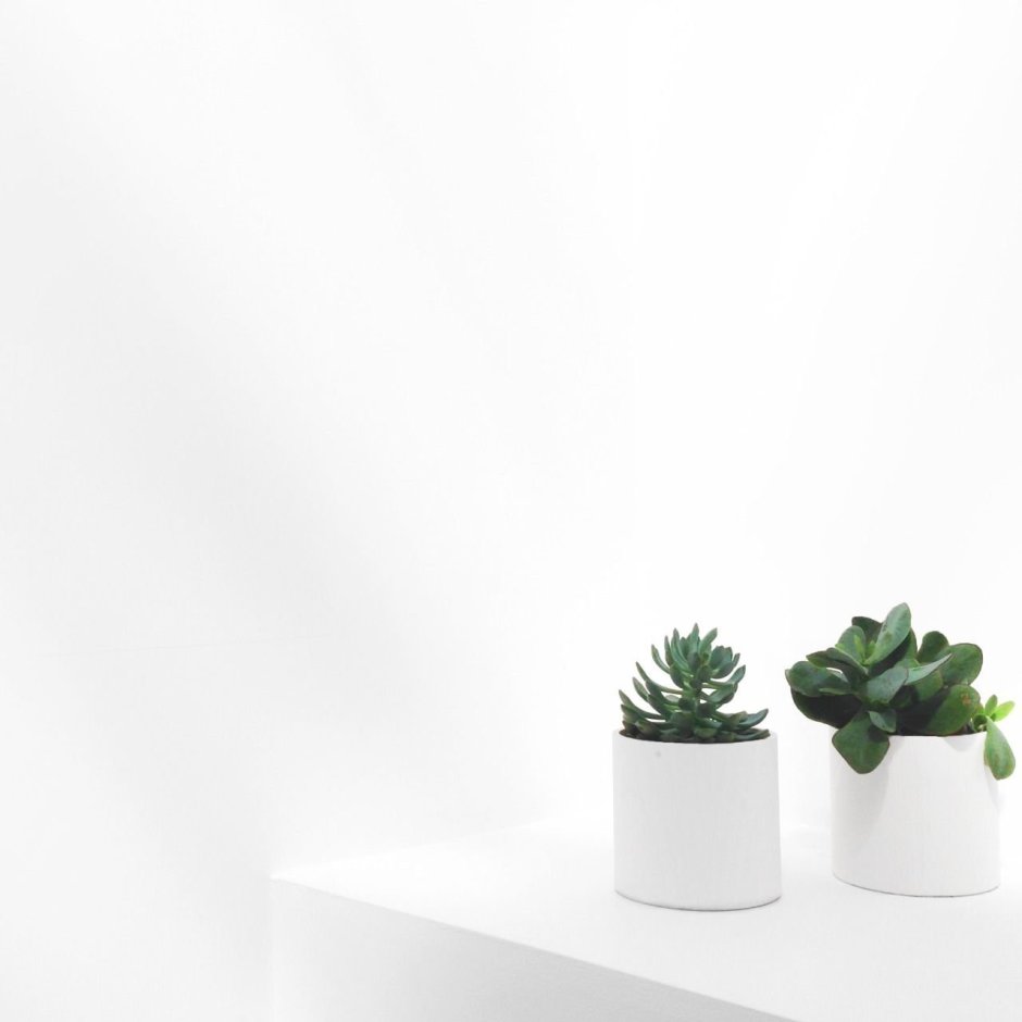 Растения Эстетика Минимализм