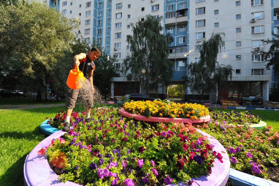 Озеленение двора многоэтажки