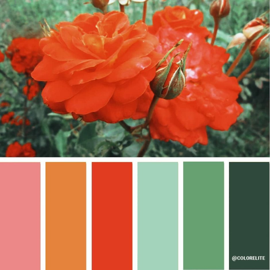 Оттенки оранжевого