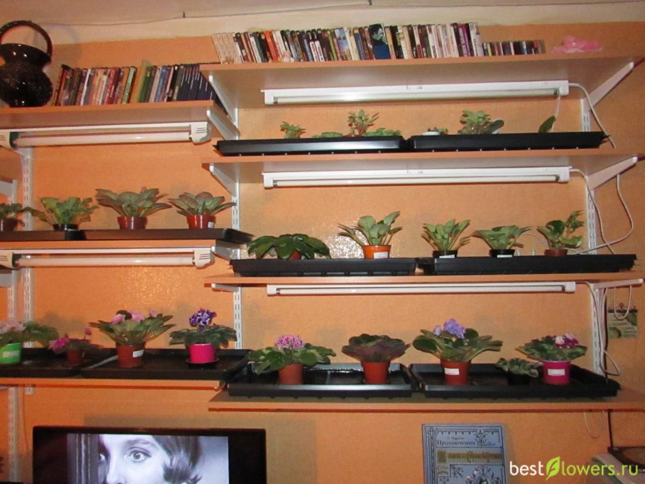 Стеллаж для фиалок