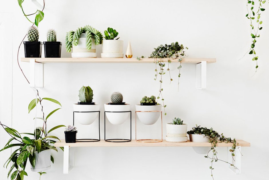 Растения в интерьере