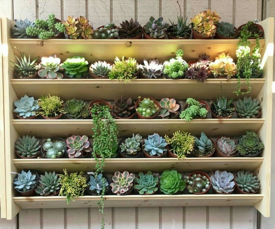 Стеллаж для суккулентов