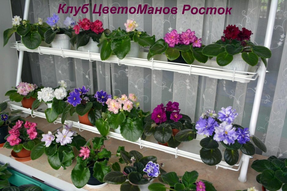 Чако 3у подставка