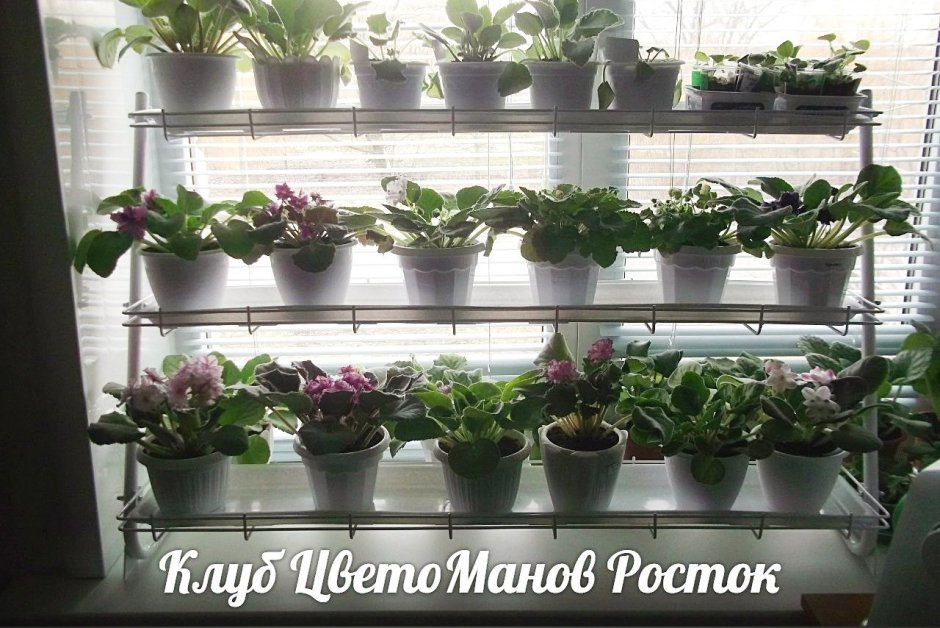 Цветы на узком подоконнике