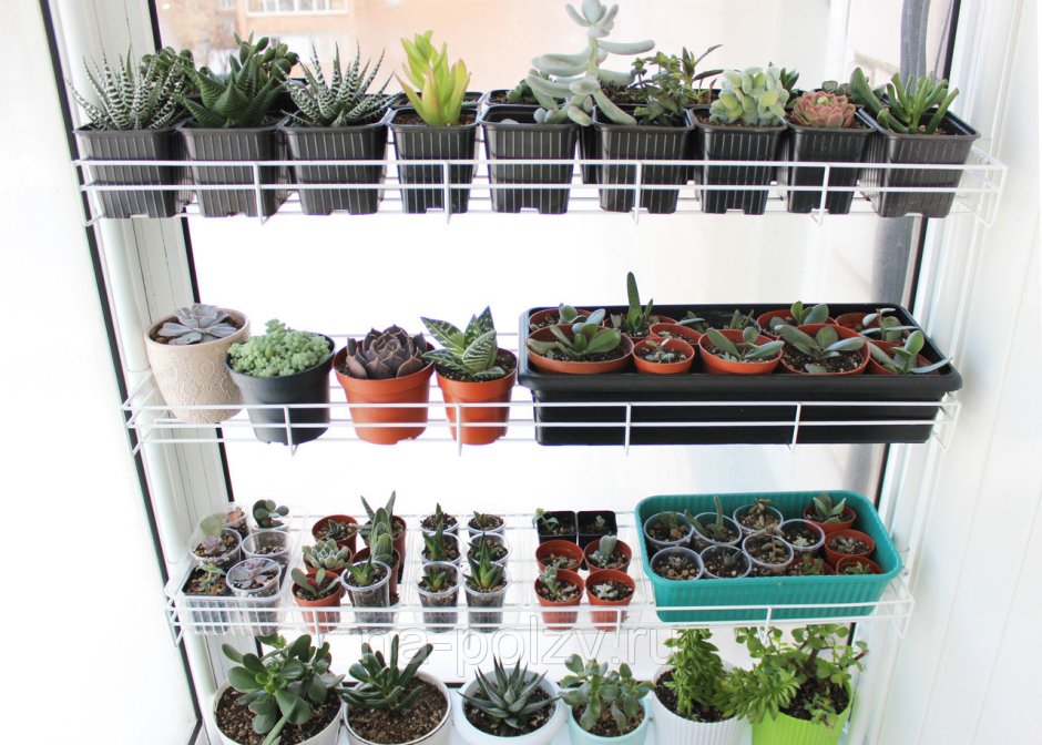 Стеллаж Хедера для растений и рассады