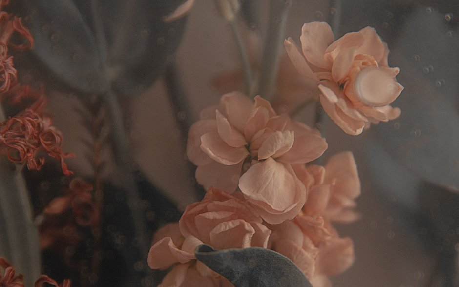 Сосновый лес вид сверху