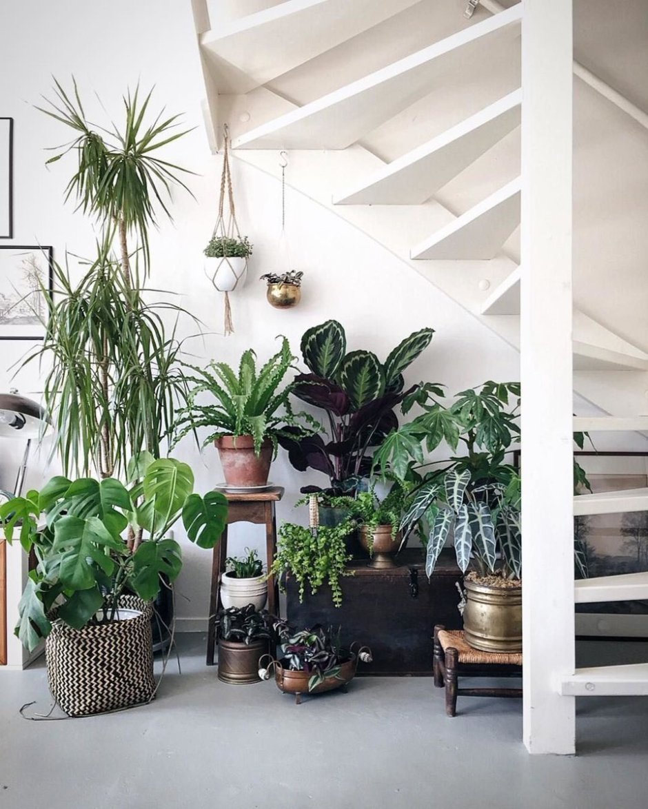 Комнатные растения в интерьере