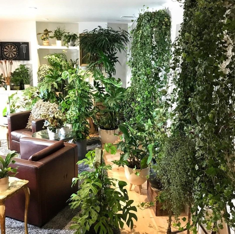 Комнатные растения в интерьере