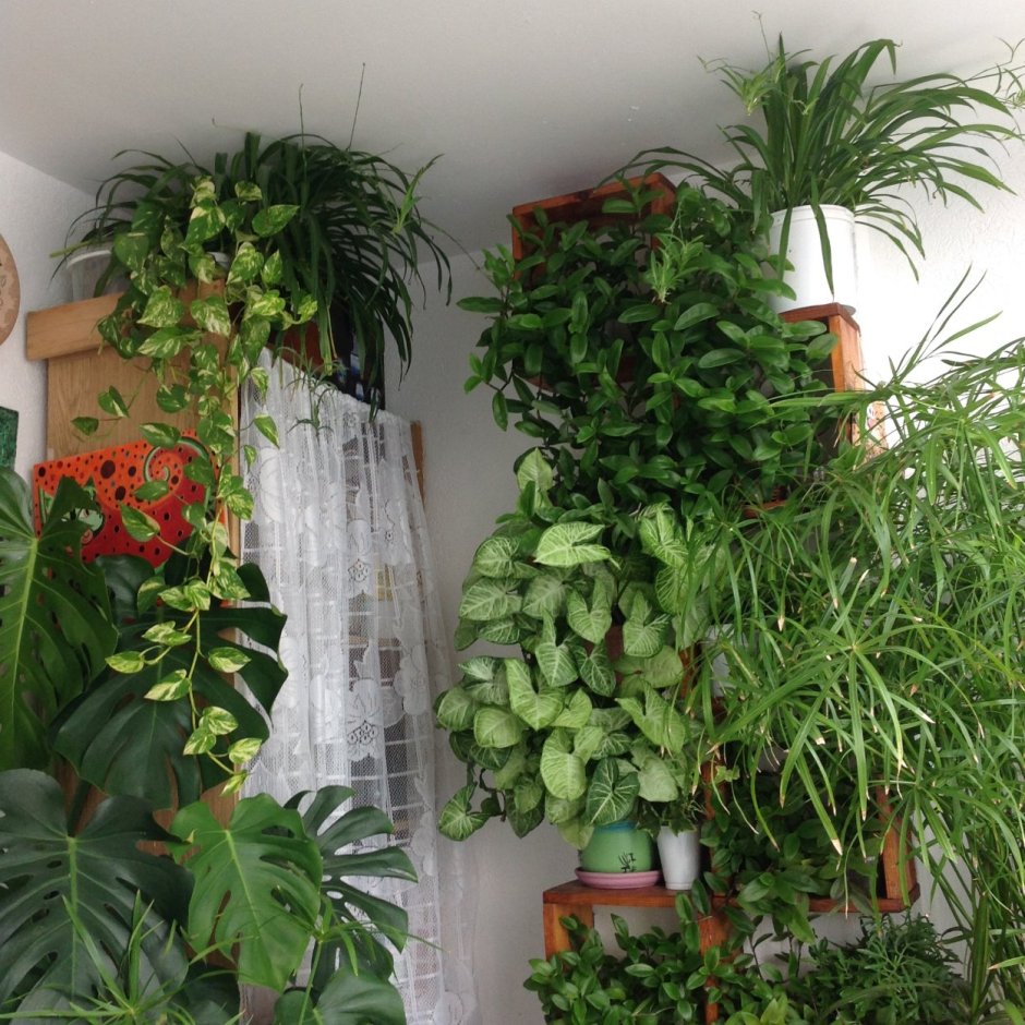 Сингониумы, сциндапсусы, хлорофитумы