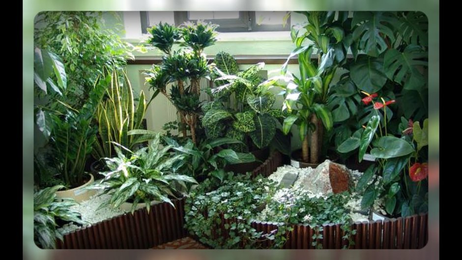 Комнатный садик из растений в интерьере