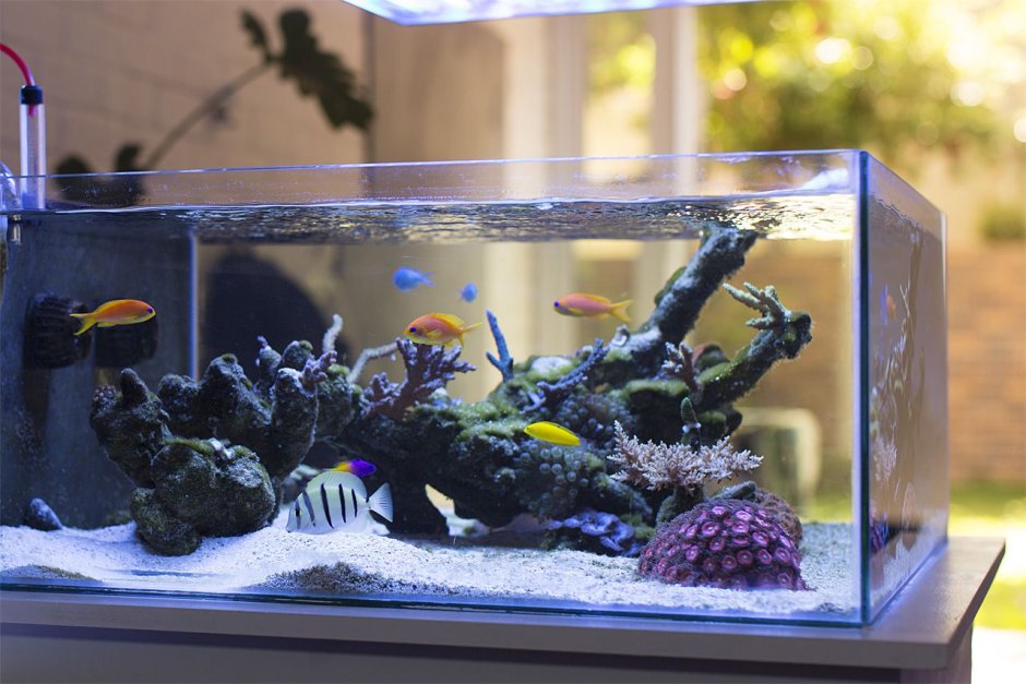 Маленький морской аквариум