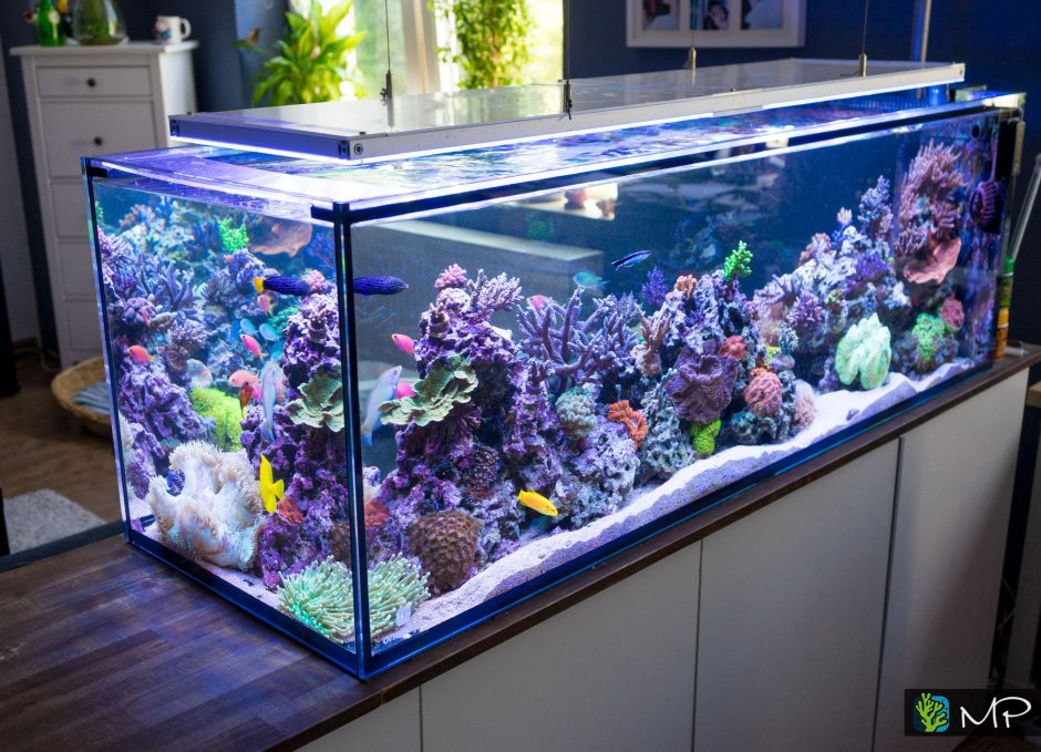 Морские рыбки для аквариума