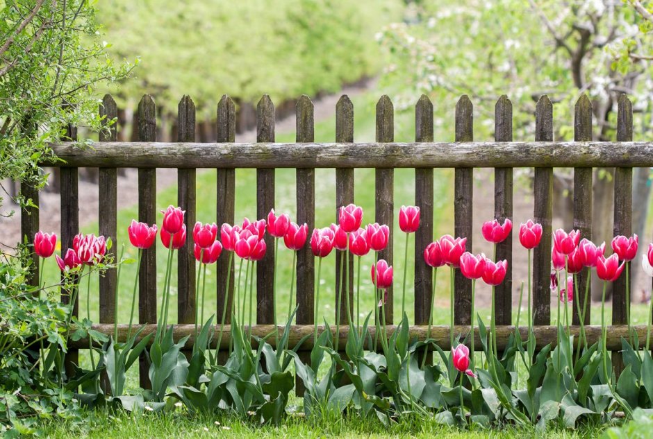 Тюльпаны на фоне деревянного забора