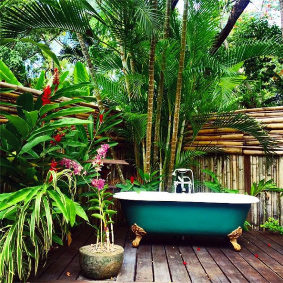 Комнатные растения в ванной комнате