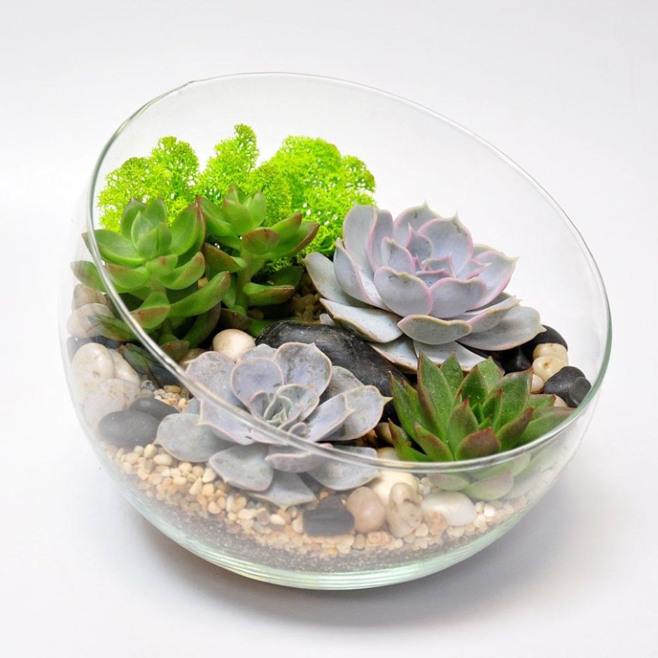 Флорариум Калипсо