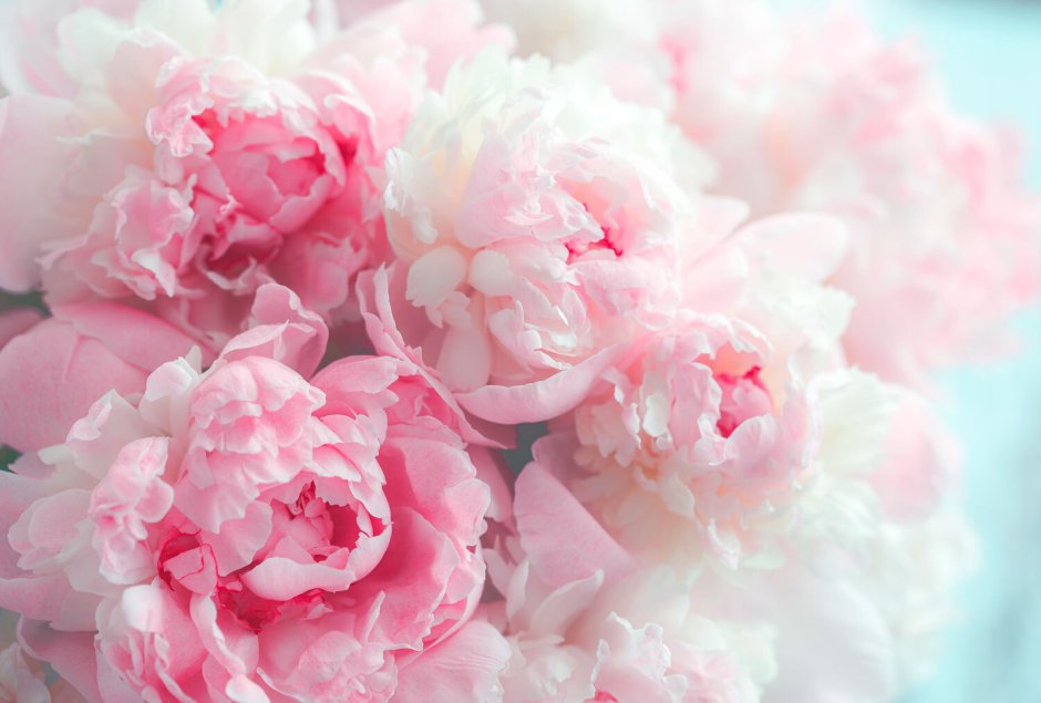 Фотообои пионы Леруа Мерлен