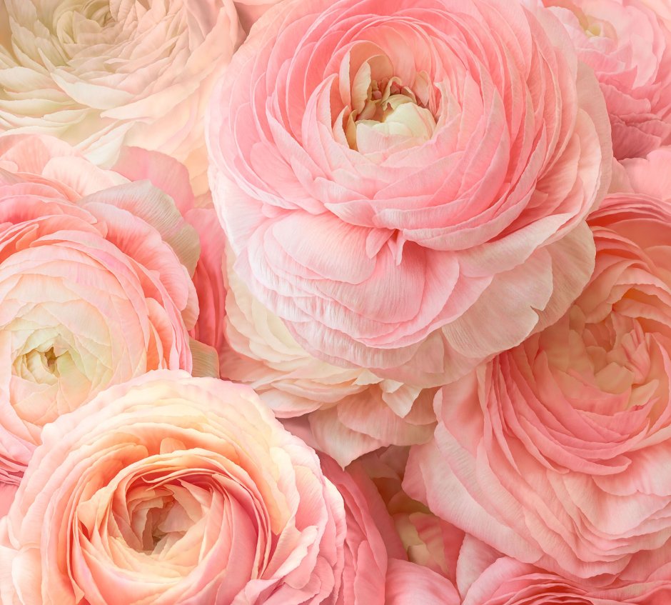 Фотообои белые пионы