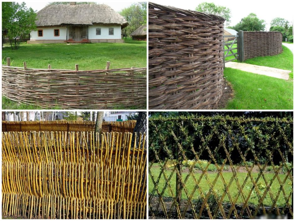 Ивовая изгородь Китай