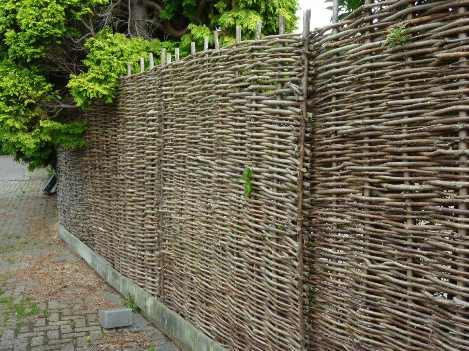 Забор плетень лоза