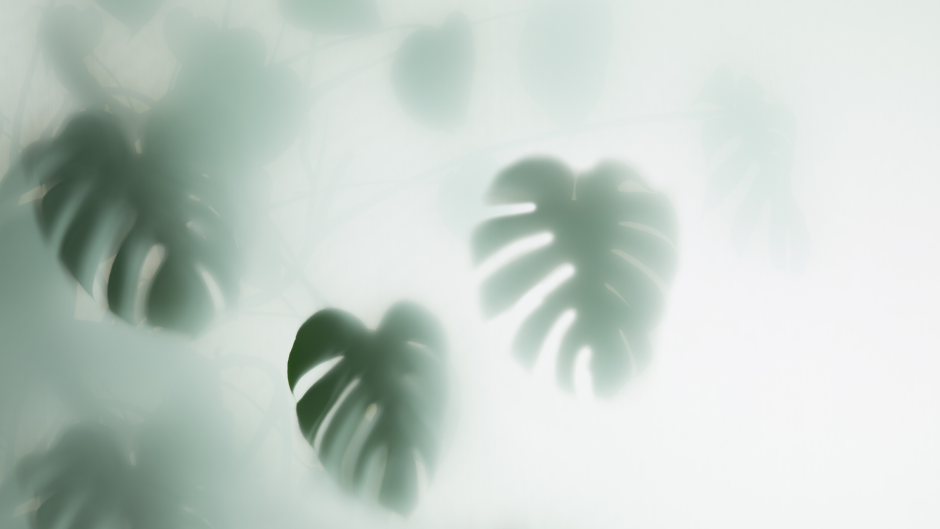 Растения за матовым стеклом