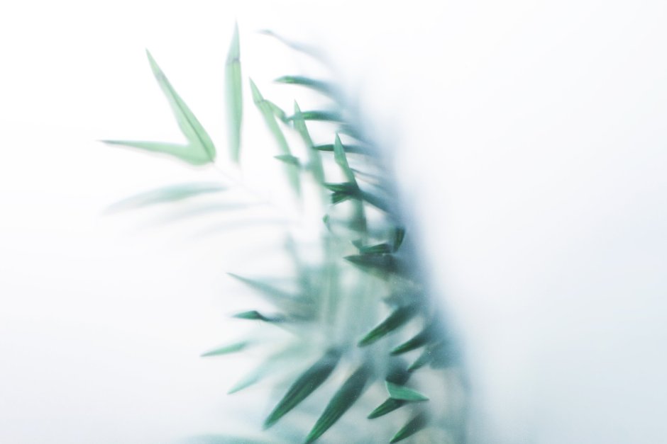 Листья за стеклом